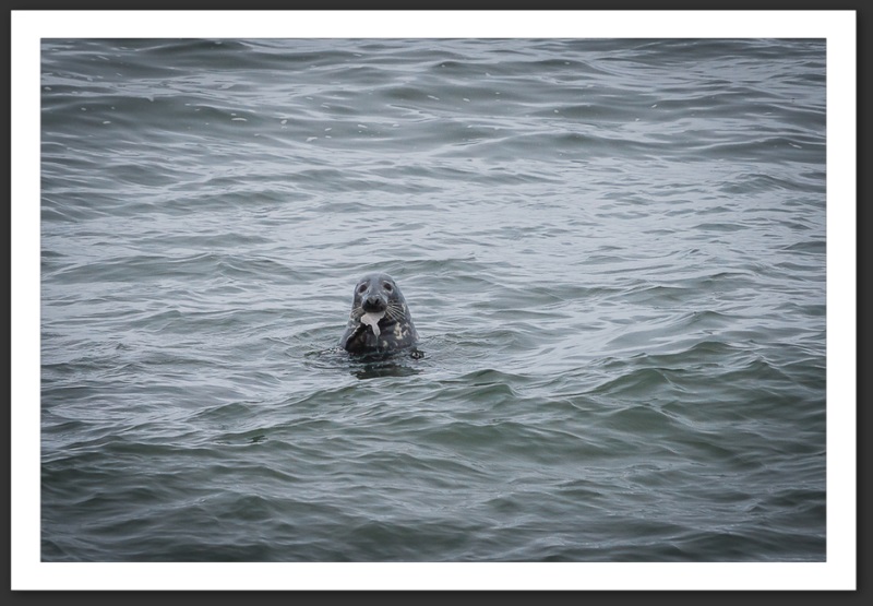 Phoque gris Islande Reykjavik Akureyri Eyjafjallajökull geyser volcan glacier 