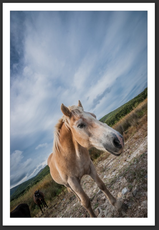 Cheval Corse Bastia Centuri Cap Corse Calvi Porto Îles Sanguinaires Myrte Vin Mer Méditerrannée