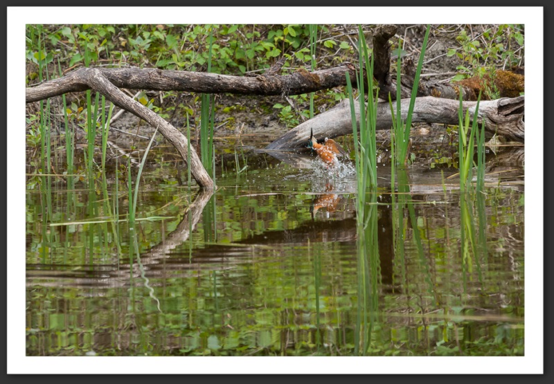 martin-pêcheur oiseau ornithologie grande-cariçaie réserve naturelle lac Neuchâtel