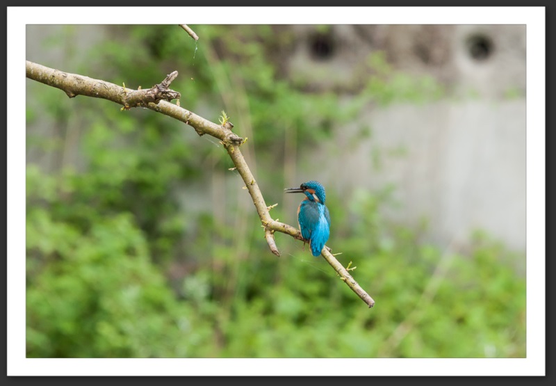 martin-pêcheur oiseau ornithologie grande-cariçaie réserve naturelle lac Neuchâtel