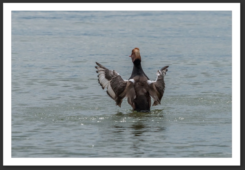 nette rousse oiseau ornithologie grande-cariçaie réserve naturelle lac Neuchâtel