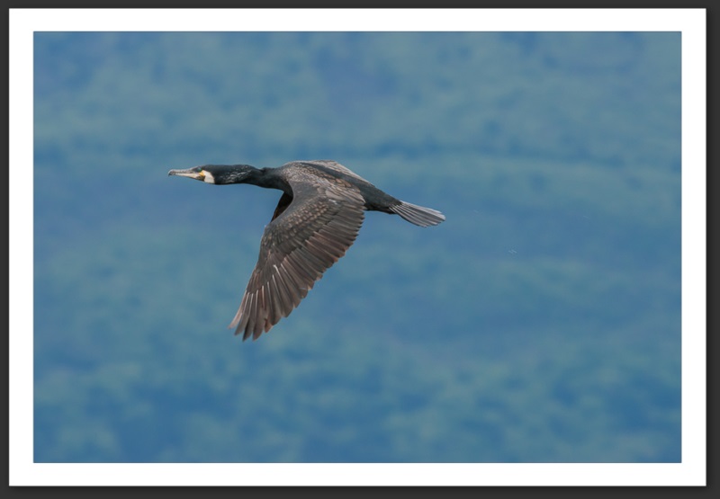 grand cormoran oiseau ornithologie grande-cariçaie réserve naturelle lac Neuchâtel