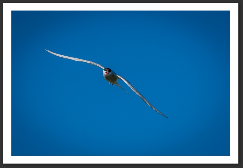 Sterne arctique Islande Reykjavik Akureyri Eyjafjallajökull geyser volcan glacier 