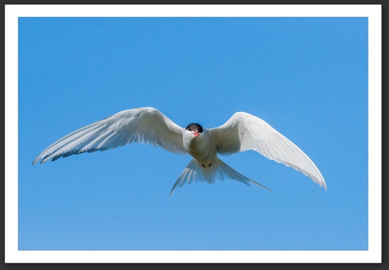 Sterne arctique Islande Reykjavik Akureyri Eyjafjallajökull geyser volcan glacier 
