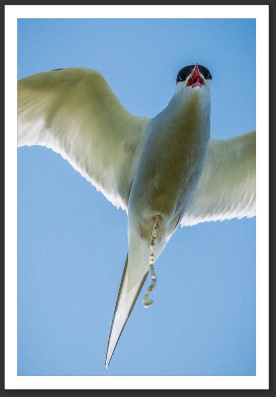 Sterne arctique Islande Reykjavik Akureyri Eyjafjallajökull geyser volcan glacier 