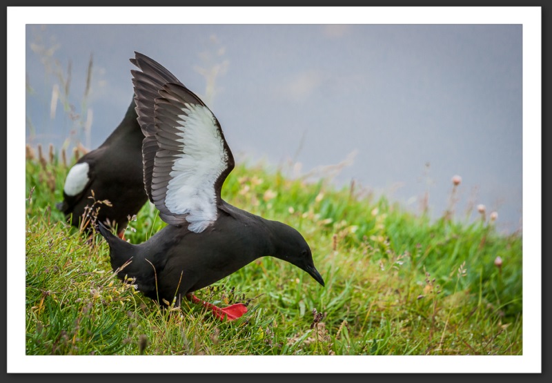 Guillemot à miroir Islande Reykjavik Akureyri Eyjafjallajökull geyser volcan glacier 